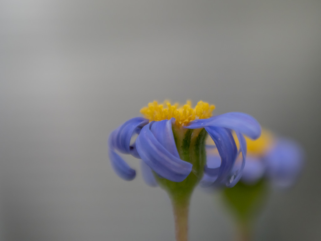 Flower  by gosia