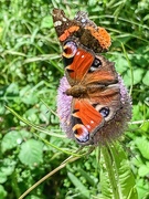 29th Jul 2019 - Peacock Butterflies