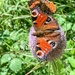 Peacock Butterflies by pamknowler