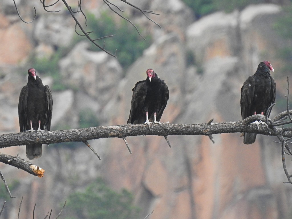 Turkey Vultures by janeandcharlie