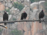 29th Jul 2019 - Turkey Vultures