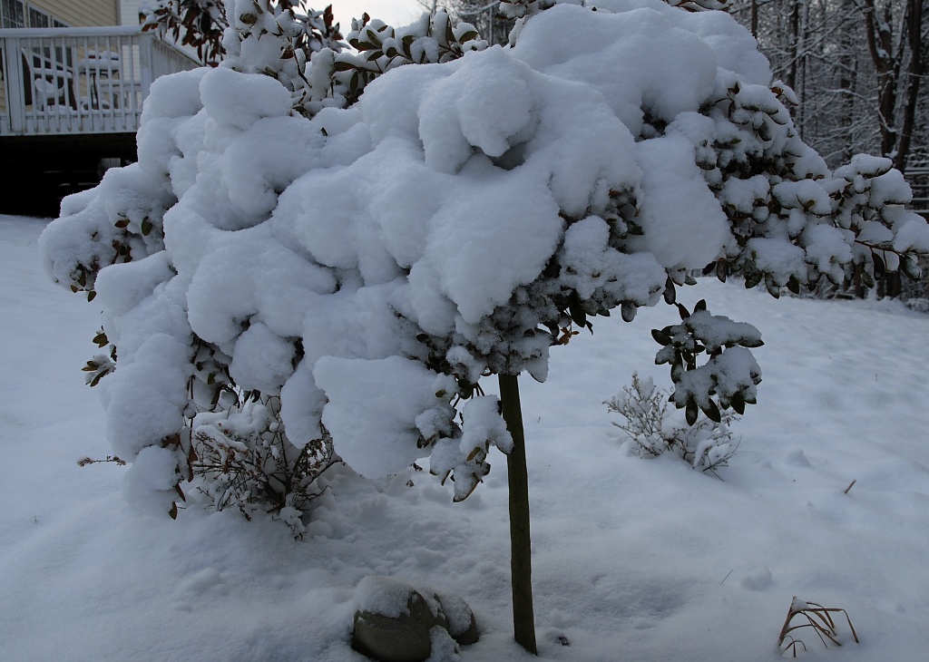 Snowy Azeala by graceratliff