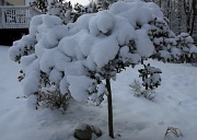 13th Feb 2010 - Snowy Azeala