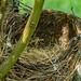 The Empty Nest by farmreporter