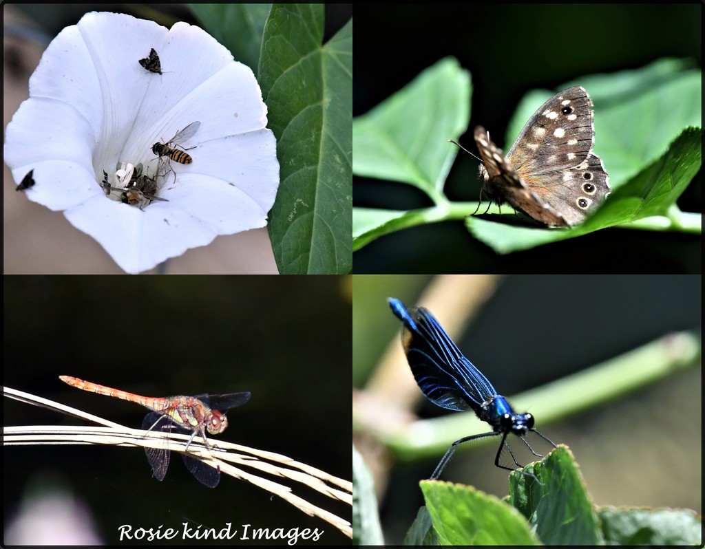 Insects of Priory Country Park by rosiekind