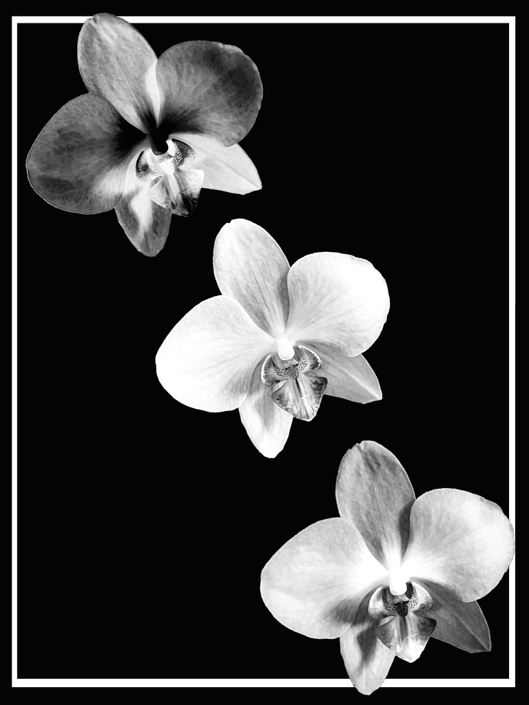 Orchids in B&W by shutterbug49