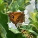 Butterfly by 365projectmaxine