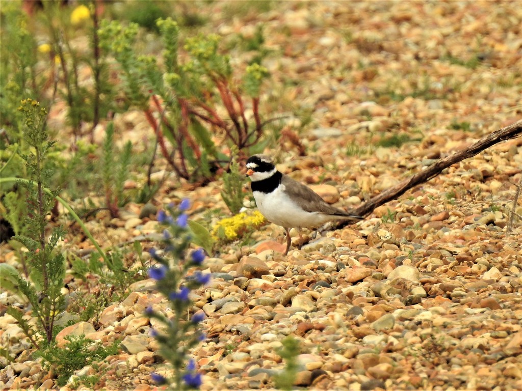  Little Ringed Plover  by susiemc