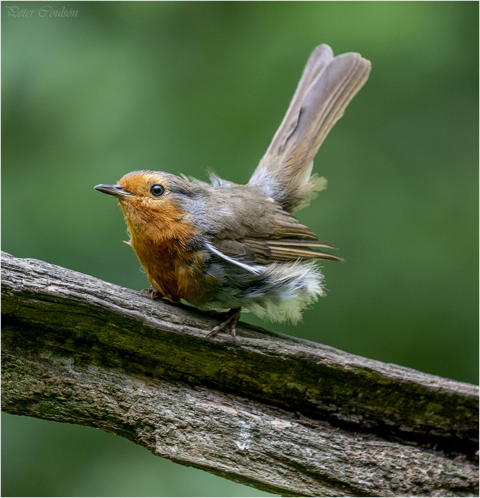 Fluffy Robin by pcoulson