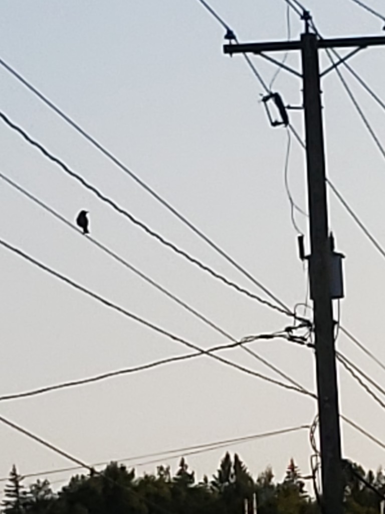 Black Bird on Wires by waltzingmarie