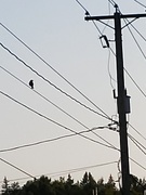26th Jul 2019 - Black Bird on Wires
