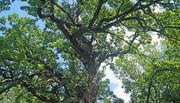 29th Jul 2019 - Old tree in the park