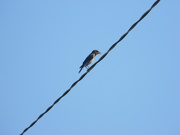 29th Jul 2019 - Female Bluebird on Wire