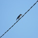 Female Bluebird on Wire by sfeldphotos