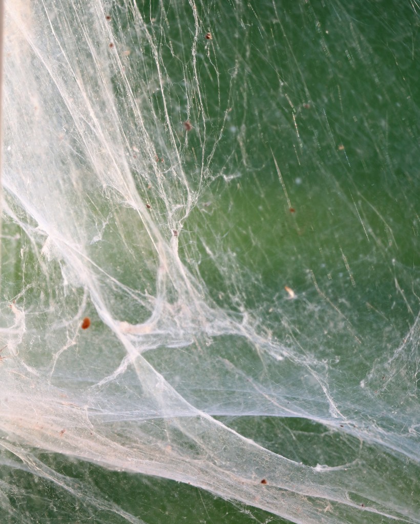 July 28: Spider Web by daisymiller