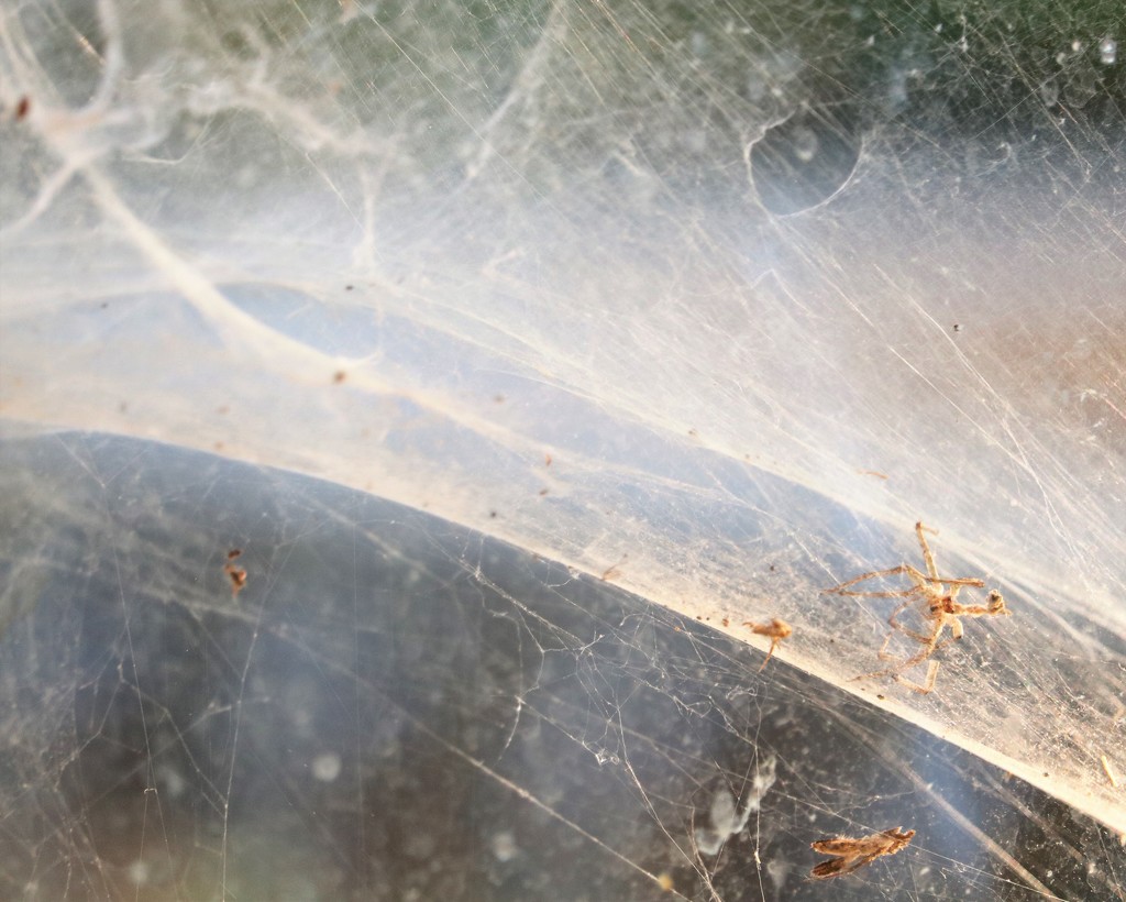 July 29: Spider Web by daisymiller