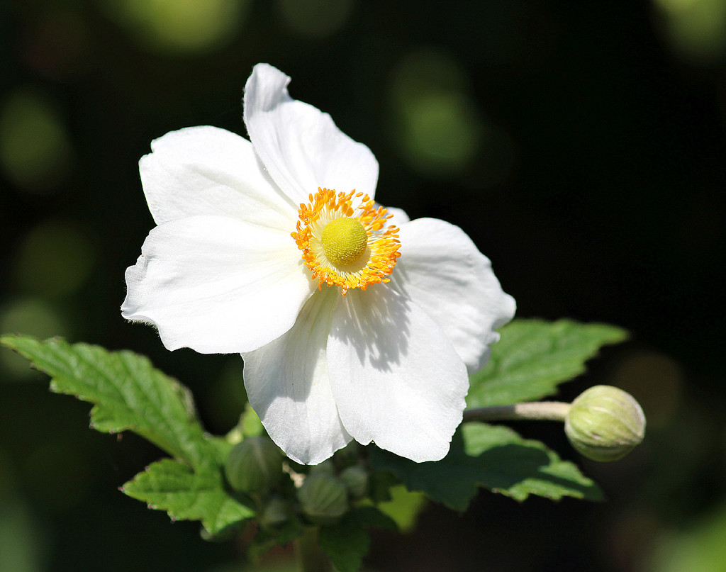 First Japenese Anemone. by wendyfrost