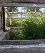 24th Jul 2019 - University Gardens Greenhouse #1