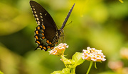 29th Jul 2019 - Palamedes Swallowtail Butterfly!
