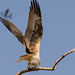 Teenage Osprey About to Lift Off! by rickster549