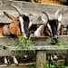 Feeding the Goats by ludwigsdiana