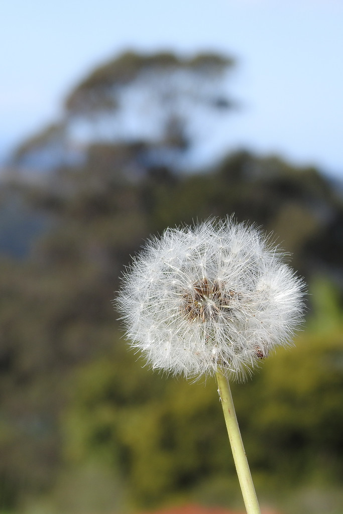 Dandelion by jeneurell