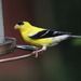 Mr. Goldfinch by cjwhite
