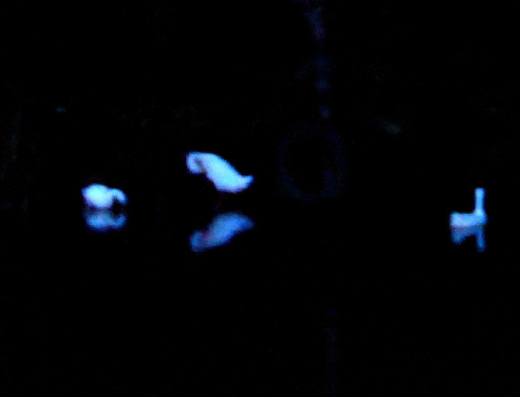 Night Birds by steveandkerry