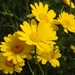 Yellow Daisies by oldjosh