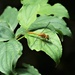 Common Darter female by julienne1