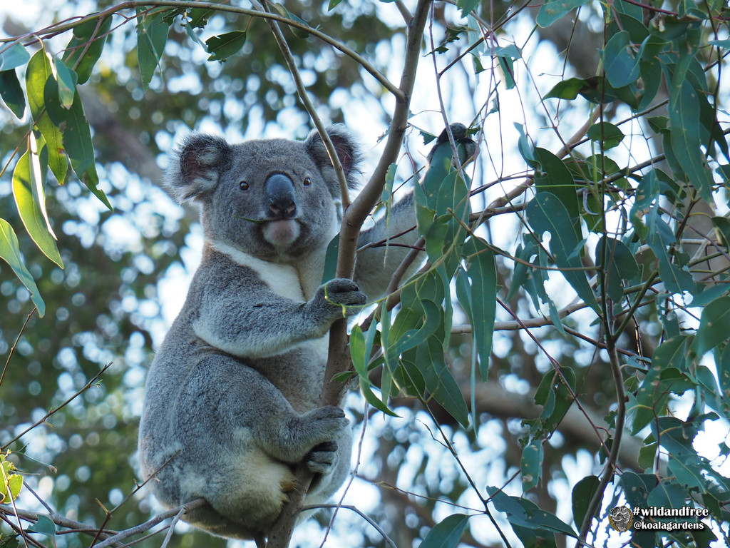 Hugo by koalagardens