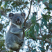 Hugo by koalagardens