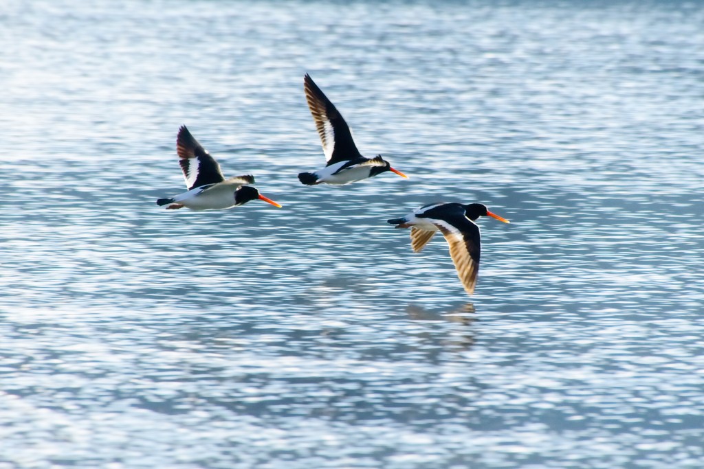 Birds in flight by kiwinanna