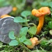 Day 207: Tiny Mushrooms by jeanniec57