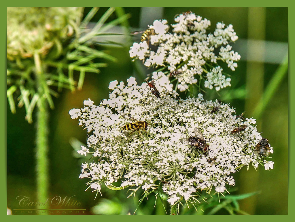 Cow Parsley And Visitors by carolmw
