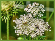 30th Jul 2019 - Cow Parsley And Visitors