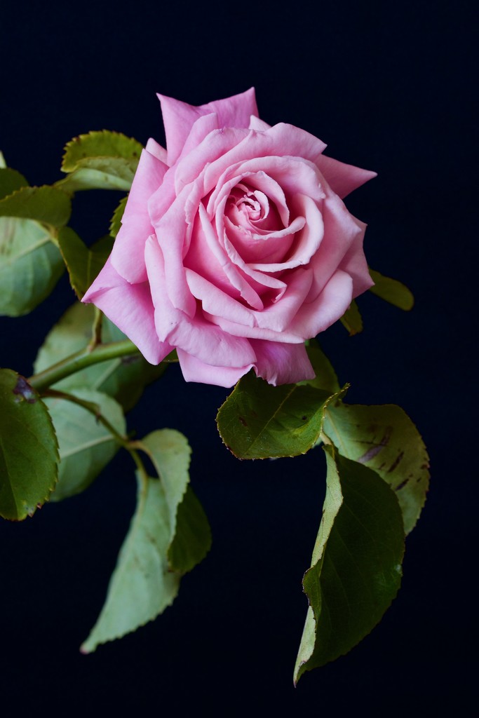 The Last Rose Of The Season_DSC7856 by merrelyn