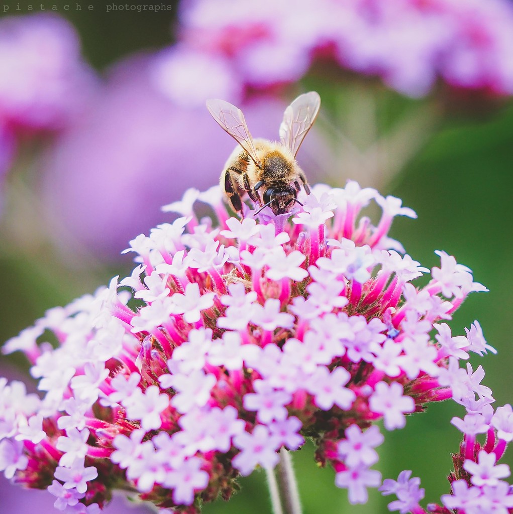 bee in the pink by pistache