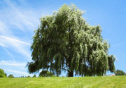 30th Jul 2019 - Weeping willow