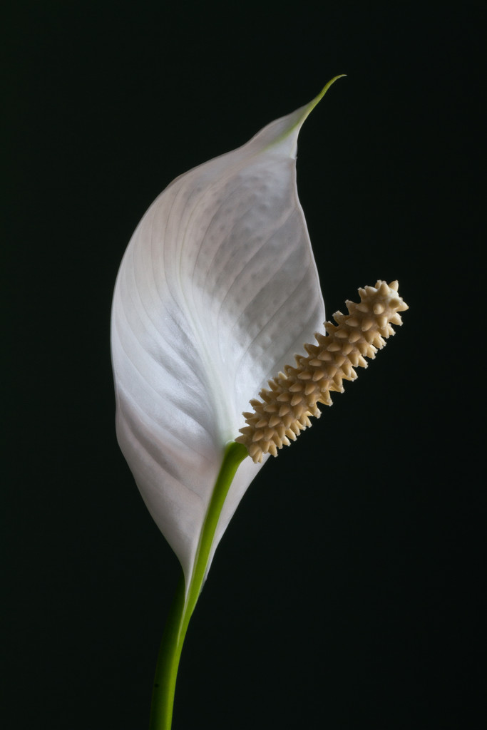 Peace Lilly Bloom by kvphoto