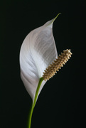 30th Jul 2019 - Peace Lilly Bloom