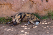 28th Jul 2019 - African Painted Dog