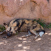 African Painted Dog by dianen