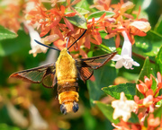 28th Jul 2019 - hummingbird moth