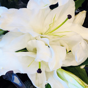 24th Jul 2019 - White Lilies