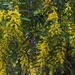 A Wall Of Golden Wattle ~     by happysnaps