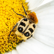 30th Jul 2019 - Bee Beetle - Trichius Fasciatus...