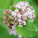 Hummingbird Moth! by fayefaye