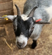 24th Jul 2019 - Goat