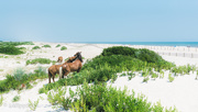 30th Jul 2019 - Horseplay In The Dunes